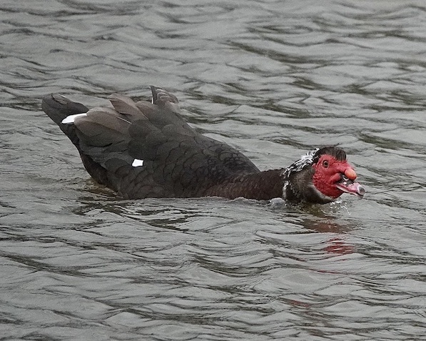 Muscovy duck